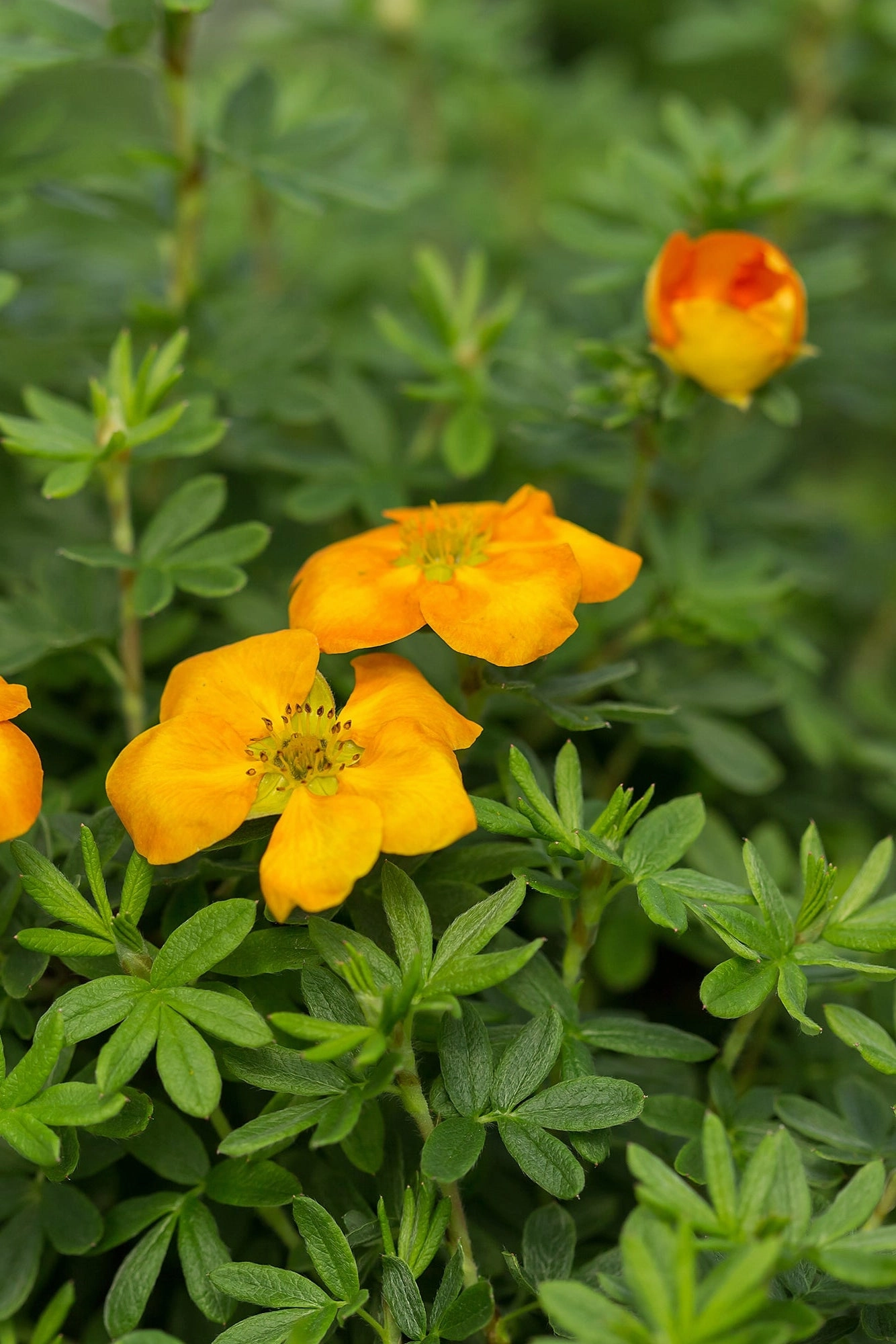 Potentilla f. 'Mandarin Tango' #2
