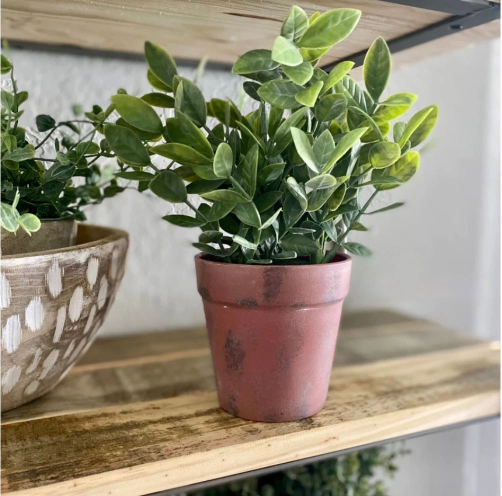 Potted Fair Morning Herb