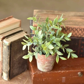 Potted Fair Morning Herb xl flower pot  
