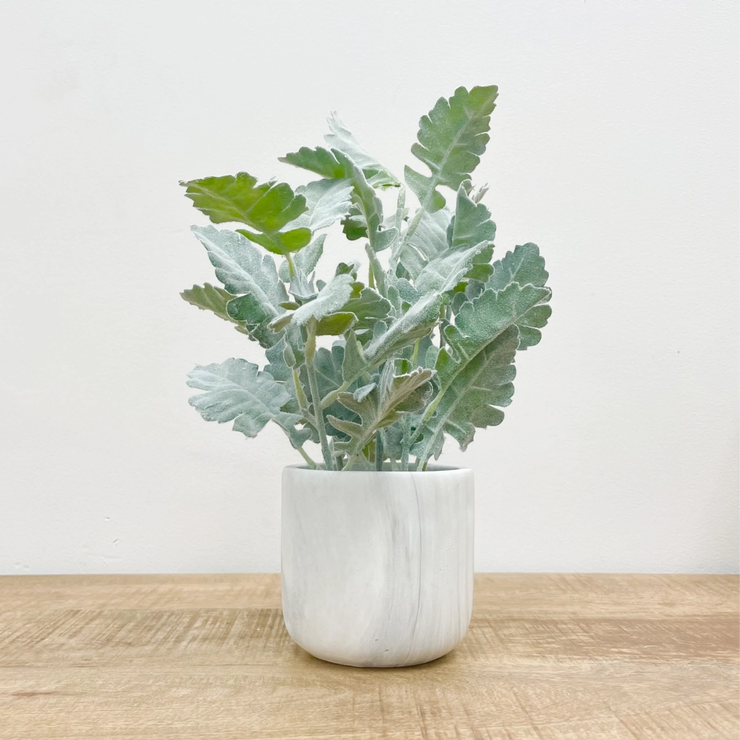 Potted Greenery
