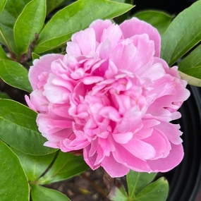 Prairie Afire Peony | Paeonia 'Prairie Afire' single layer plant shelf  