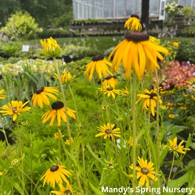 Prairie Blaze Black-Eyed Susan | Rudbeckia traditional flower vase  