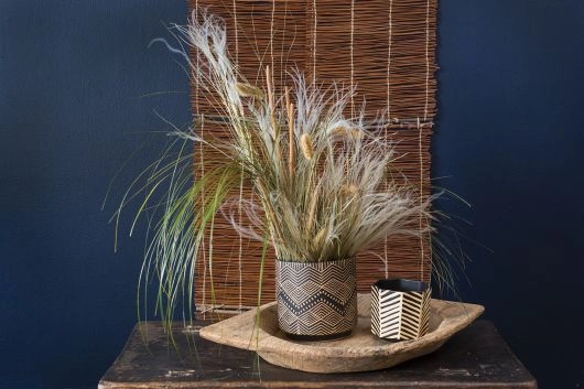 Pride Pot plant seeds  