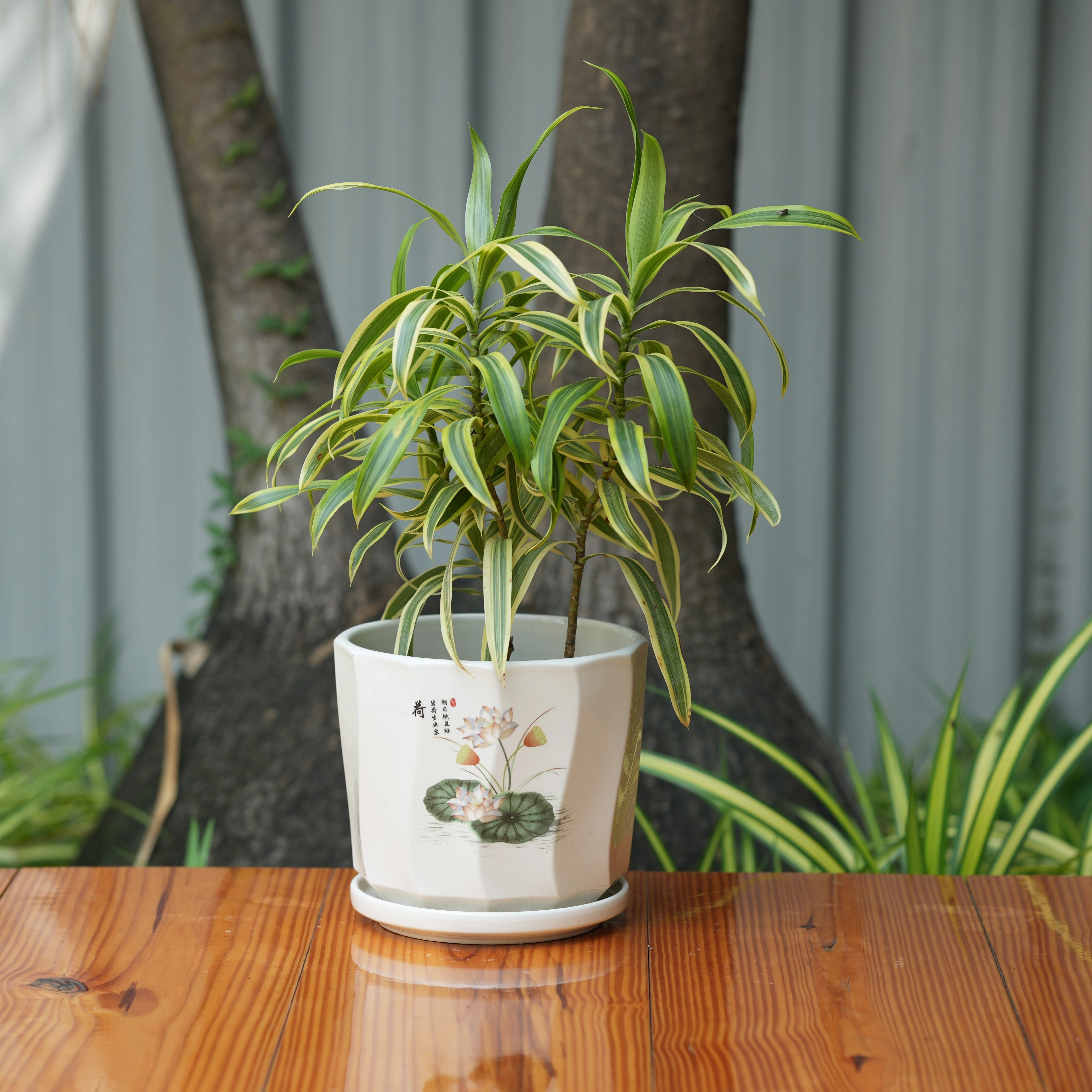 Printed Glossy Finish Ceramic Planter With Tray
