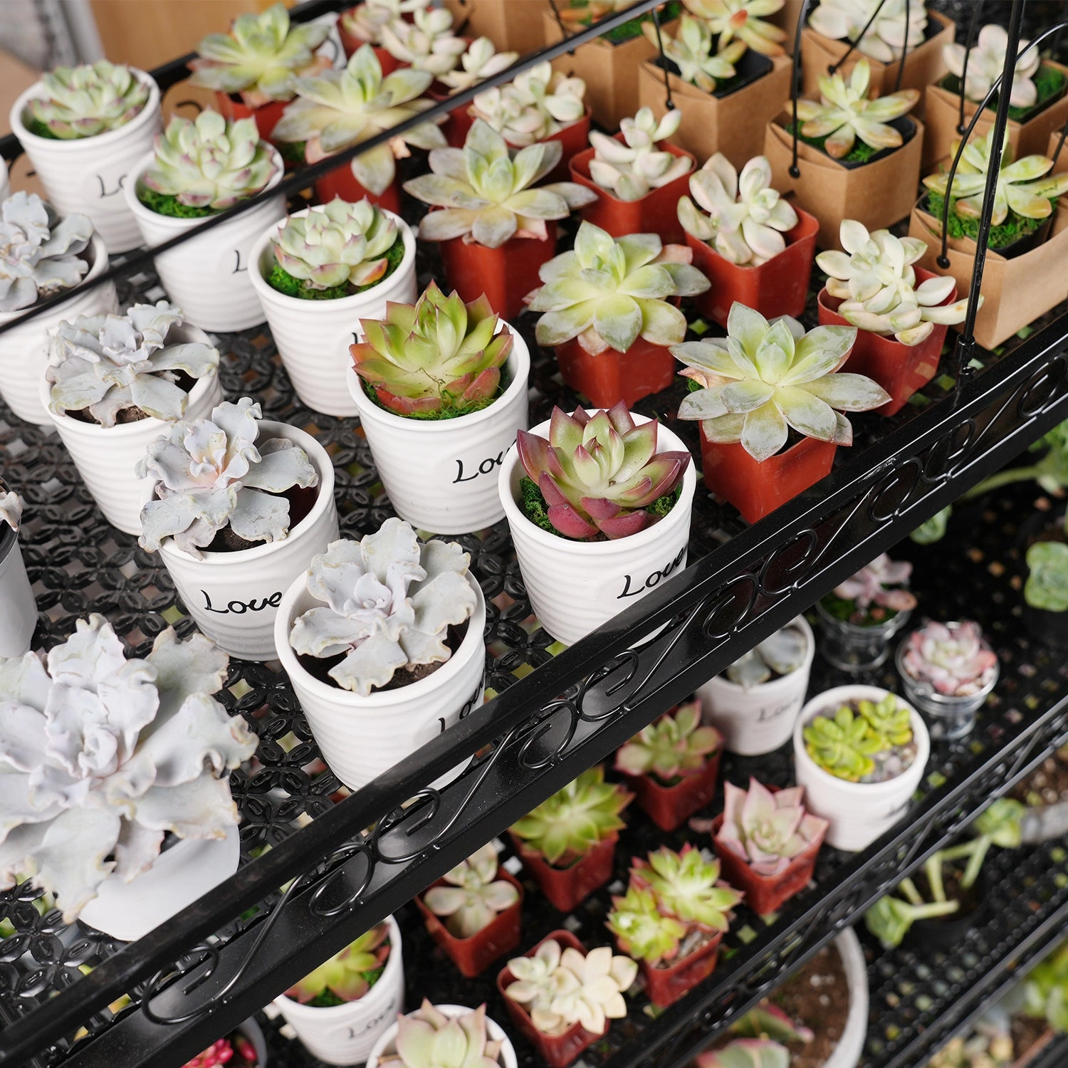 Professional Succulent Metal Stand