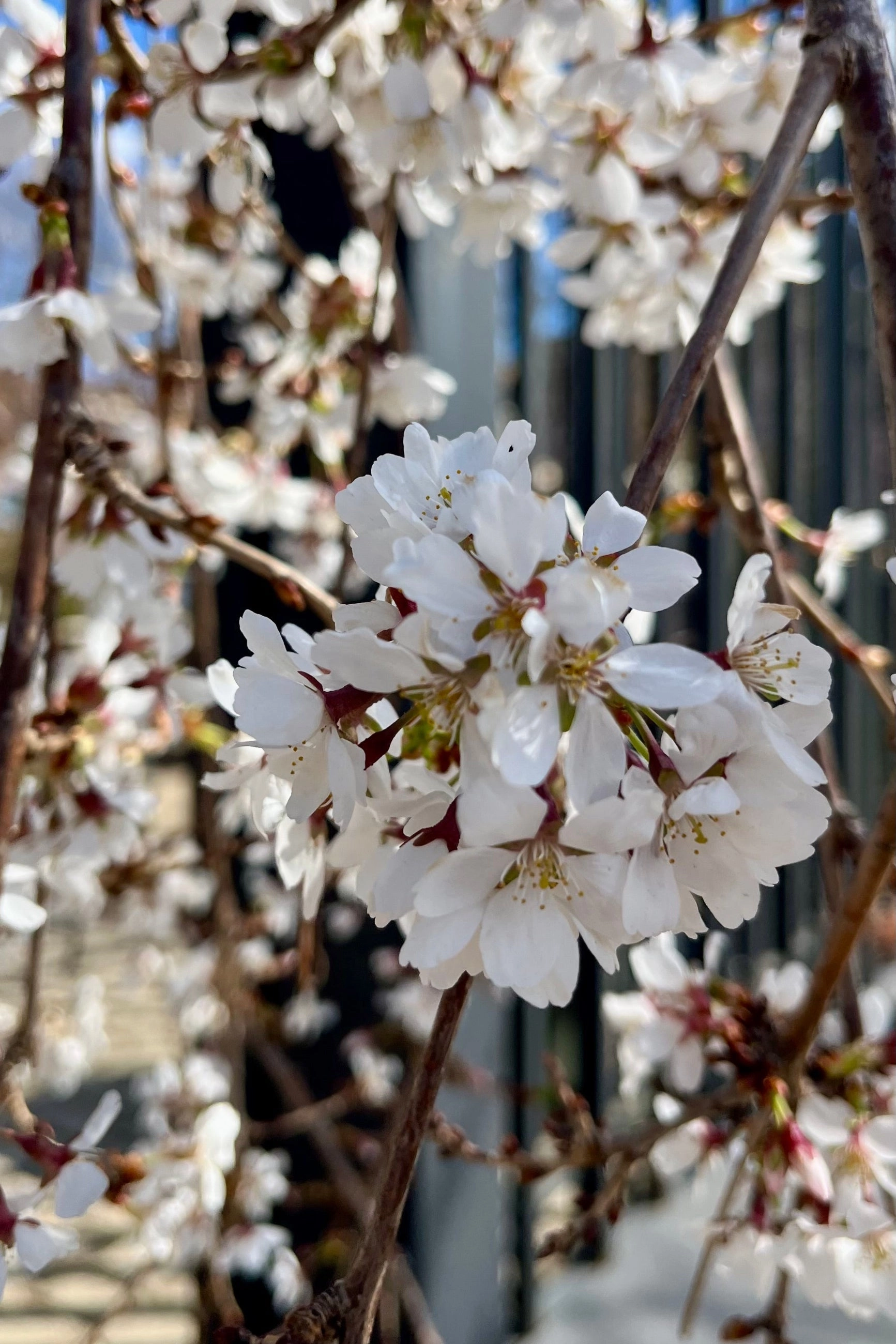 Prunus 'Snow Fountains' #10