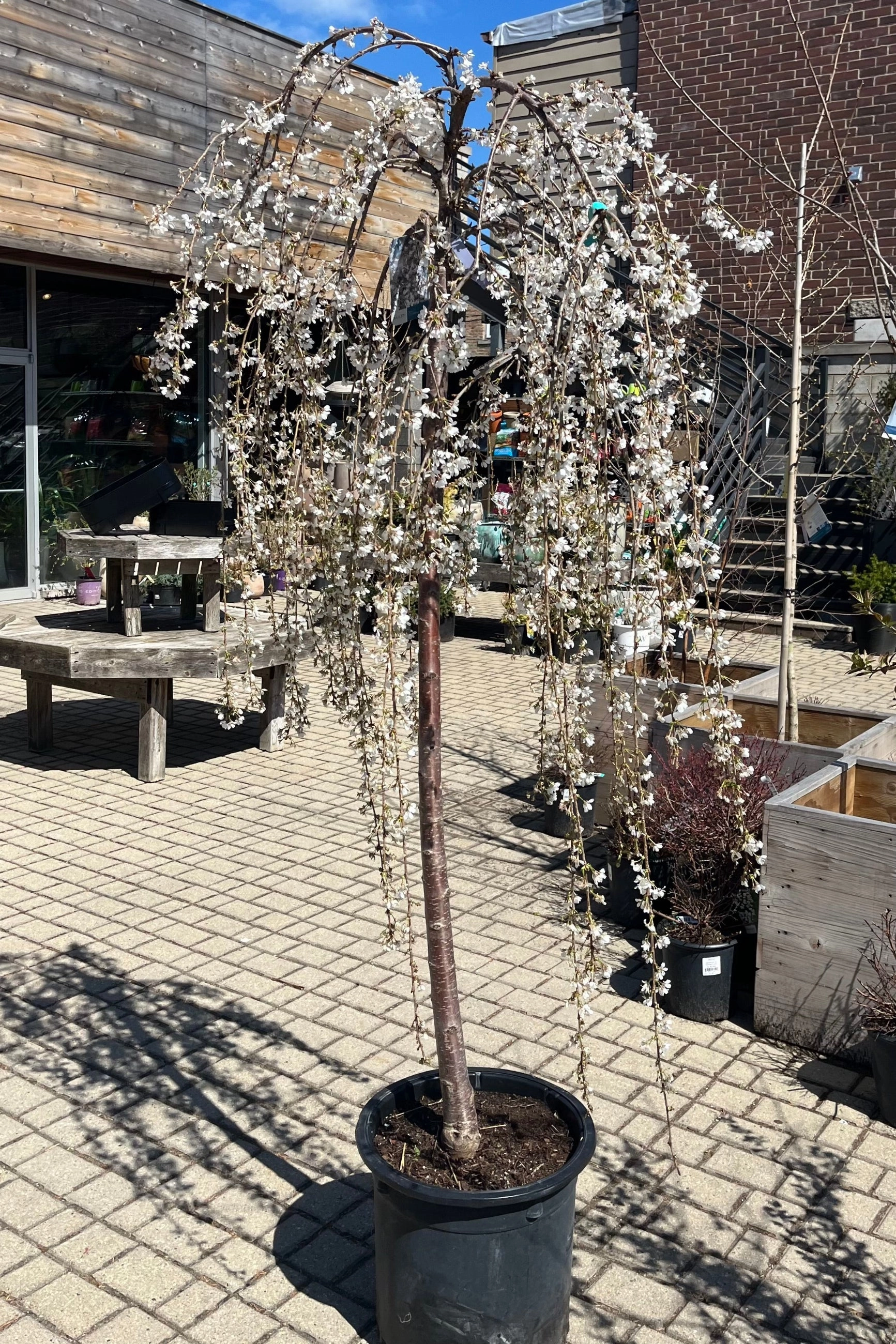 Prunus 'Snow Fountains' #10