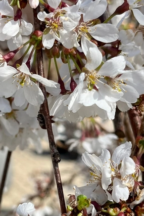 Prunus 'Snow Fountains' #10 decorative flowerpot  
