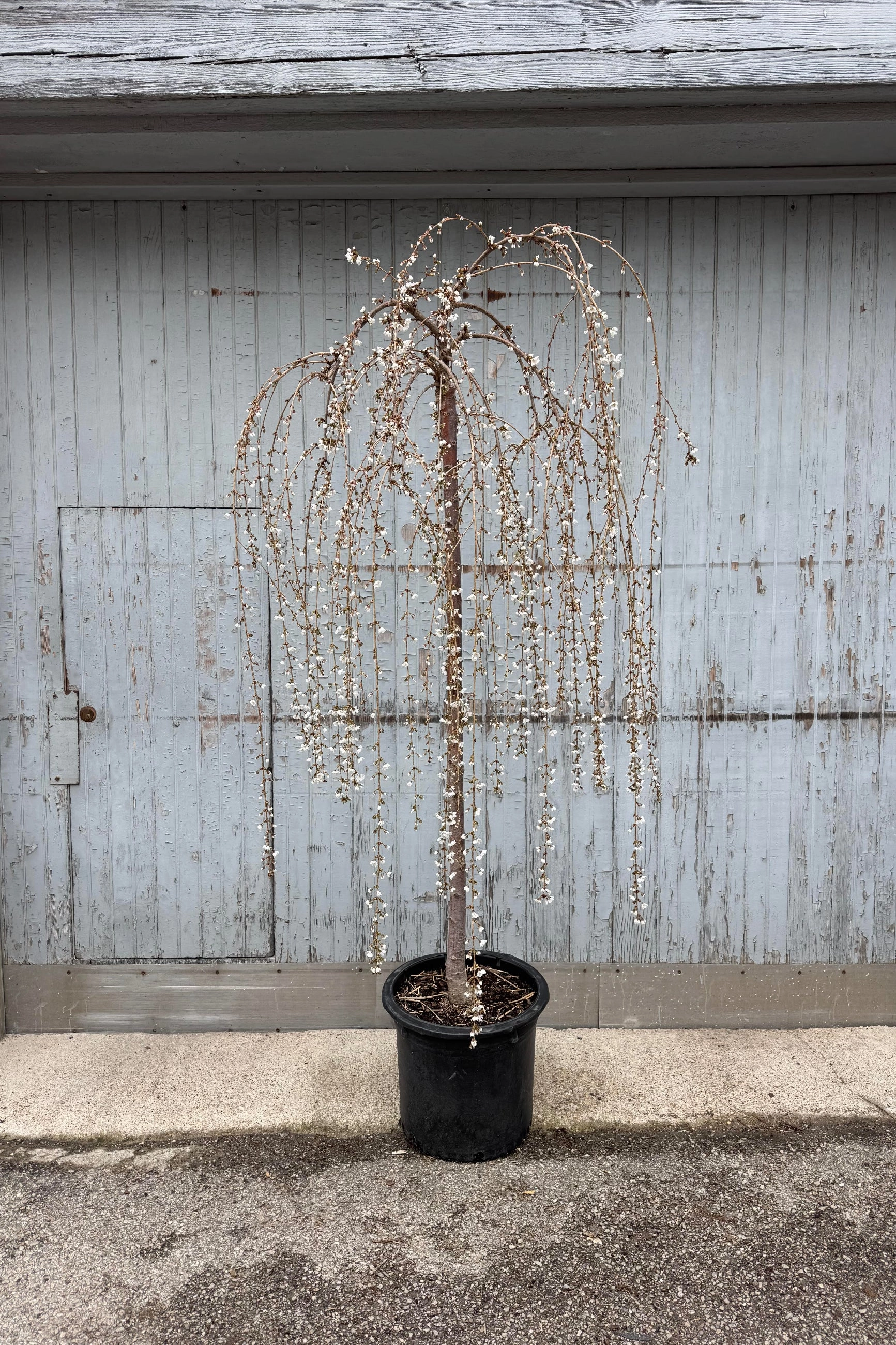 Prunus 'Snow Fountains' #10