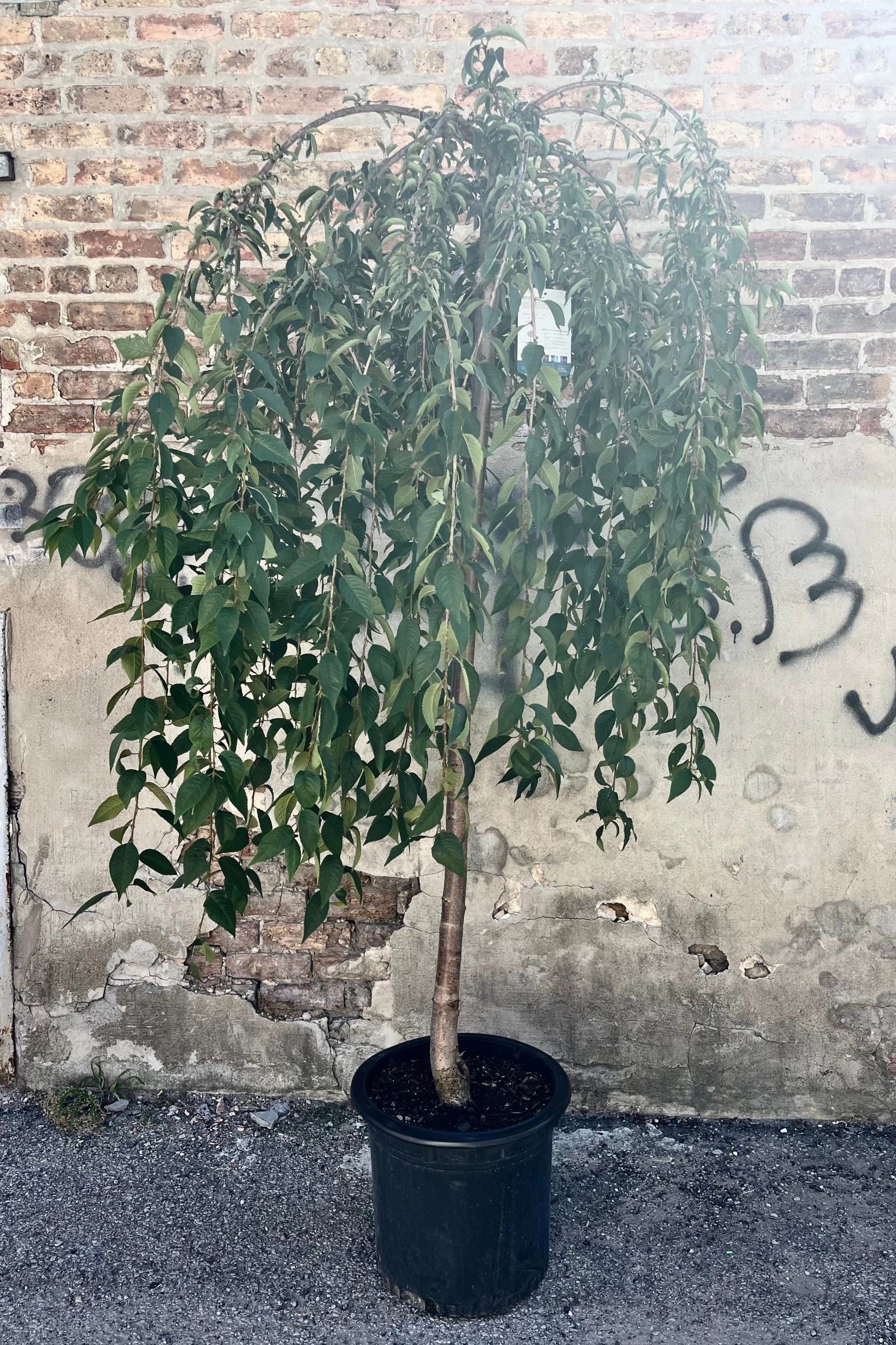 Prunus 'Snow Fountains' #10