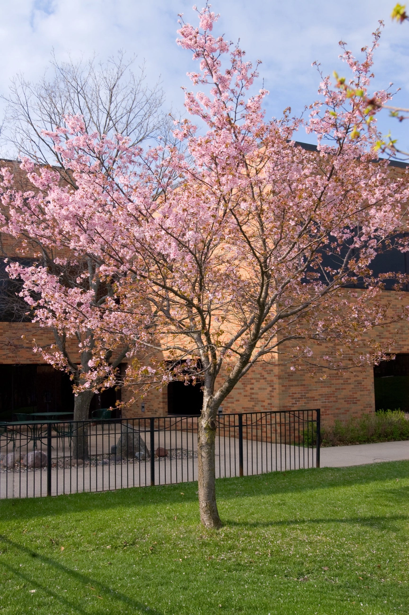 Prunus 'Spring Wonder' #10