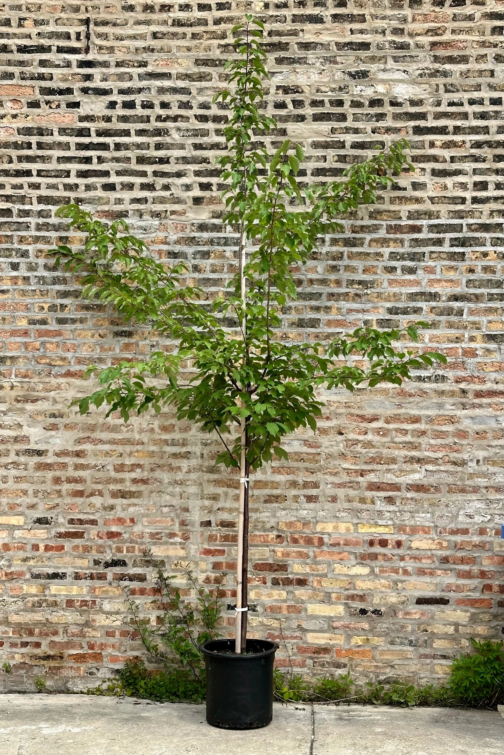 Prunus 'Spring Wonder' #10