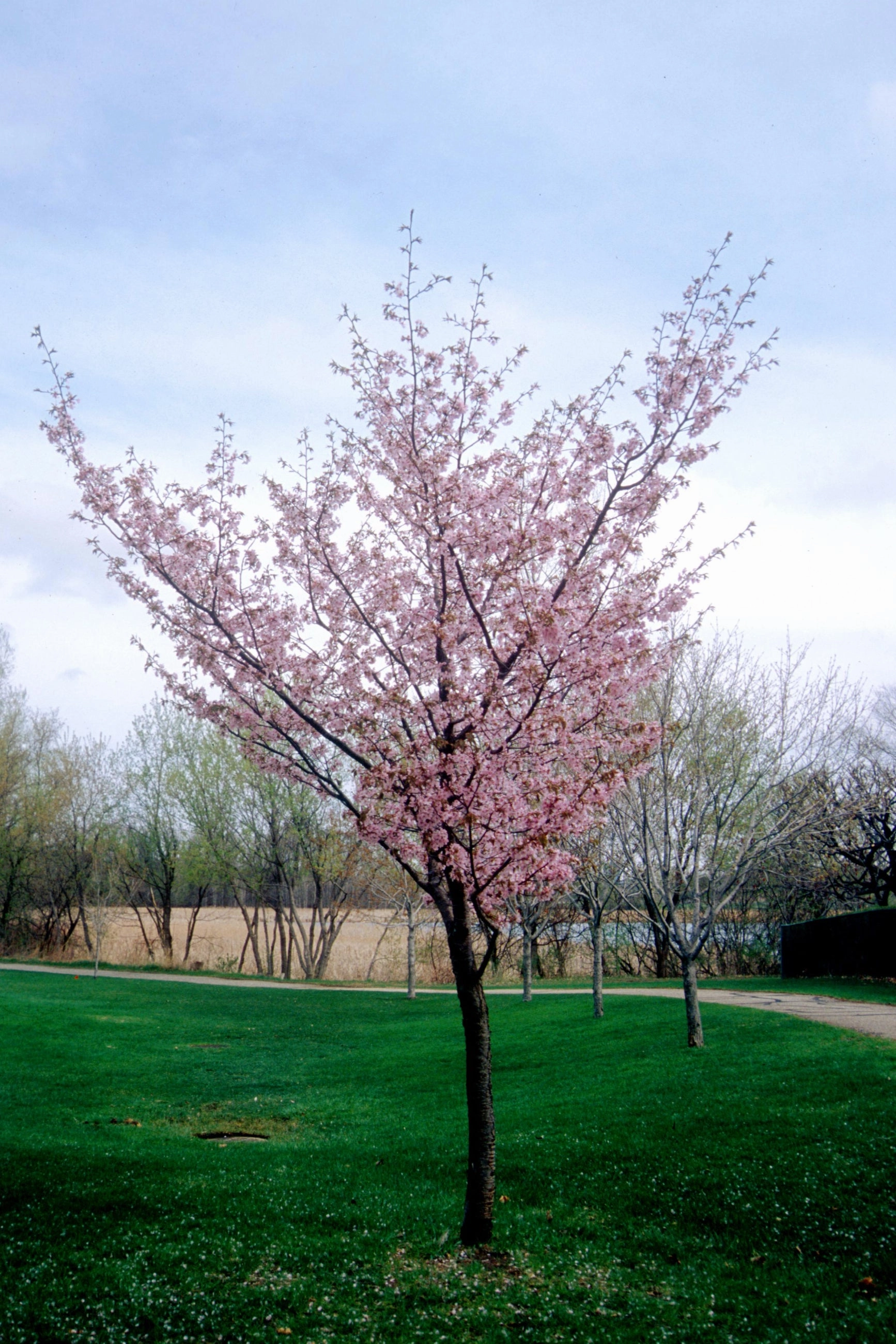 Prunus 'Spring Wonder' #10
