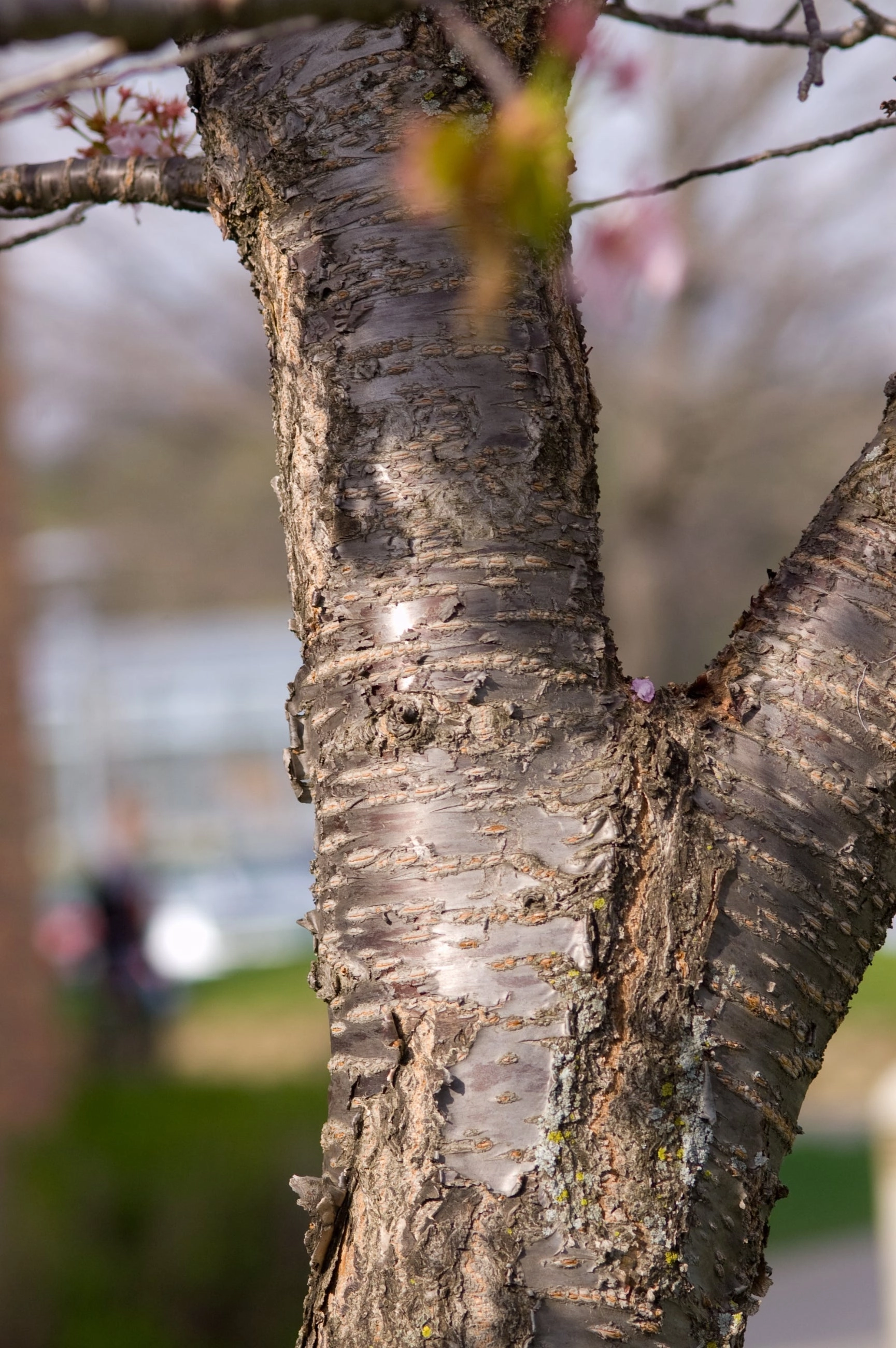 Prunus 'Spring Wonder' #10