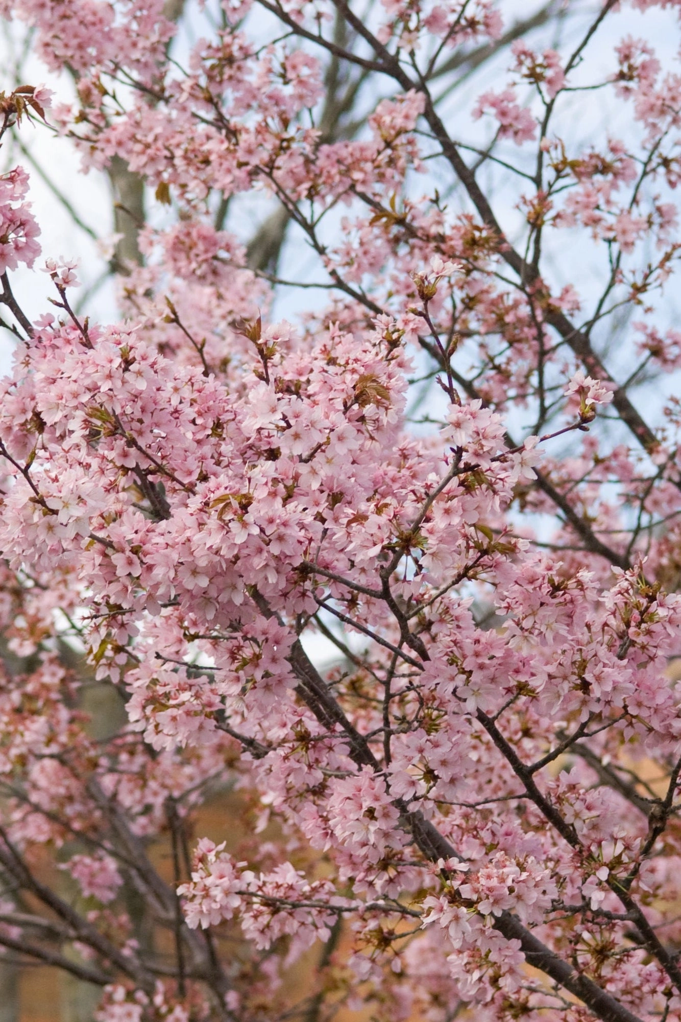 Prunus 'Spring Wonder' #10