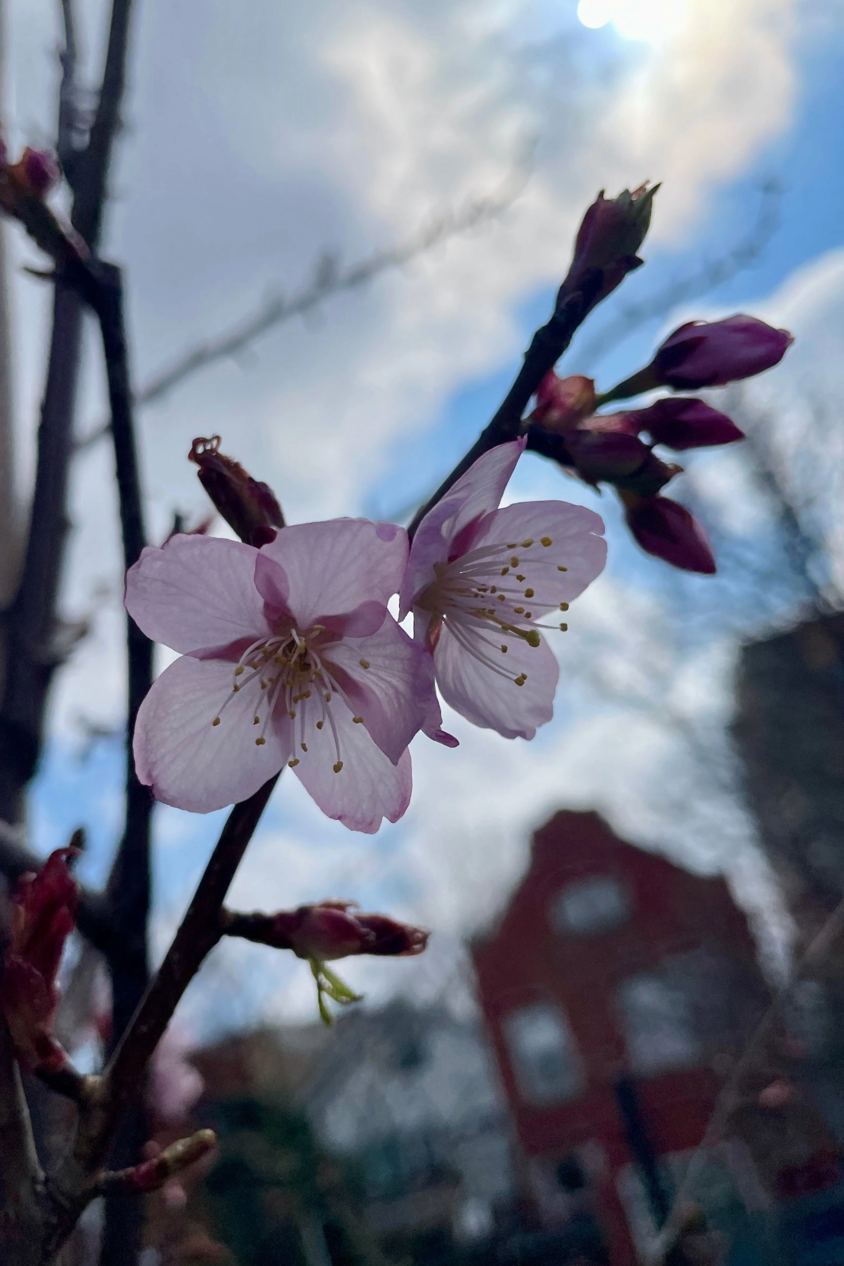 Prunus 'Spring Wonder' #10