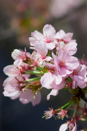 Prunus 'Spring Wonder' #10 decorative flowerpot  