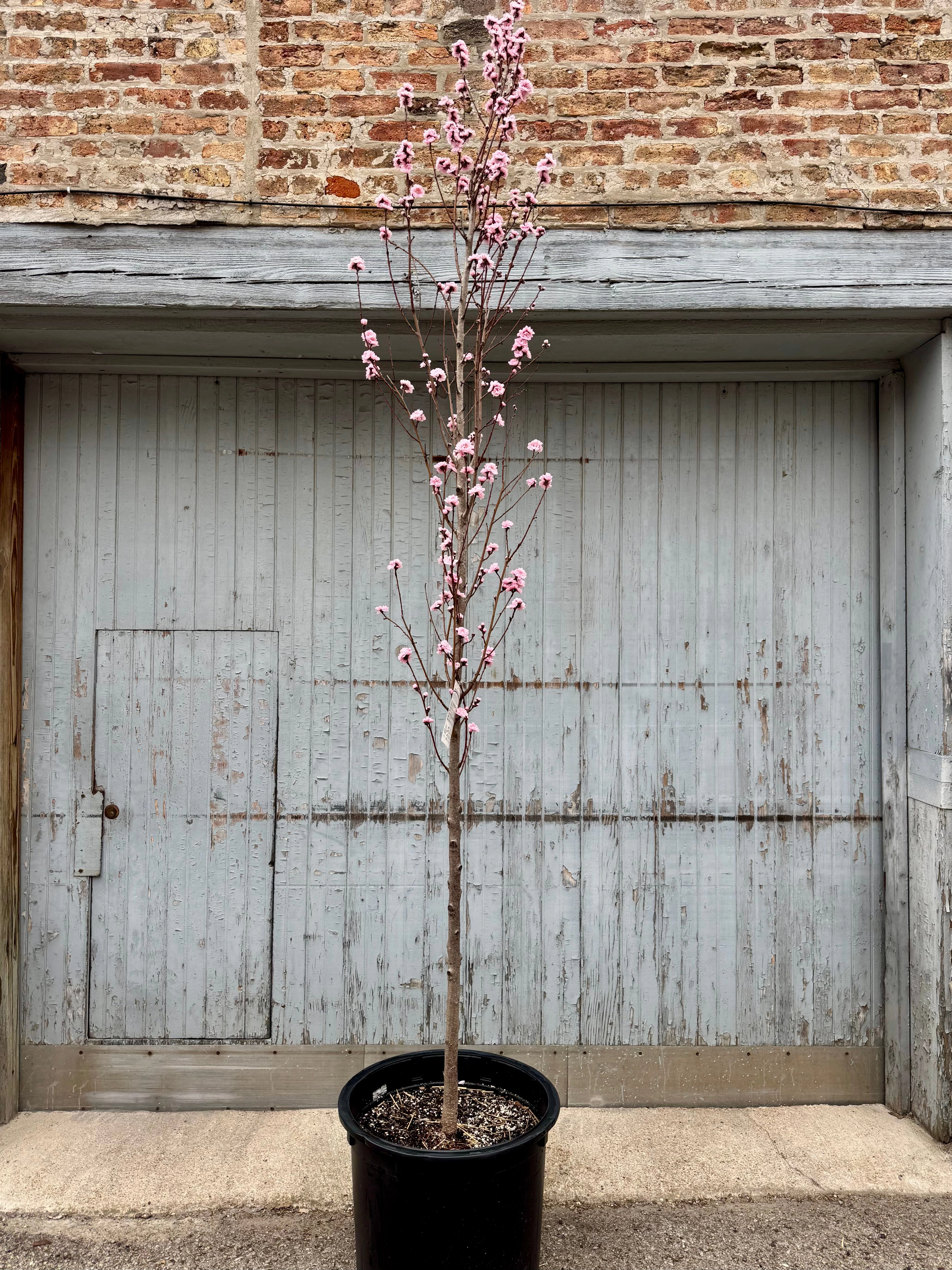 Prunus p 'Corinthian Rose' #10