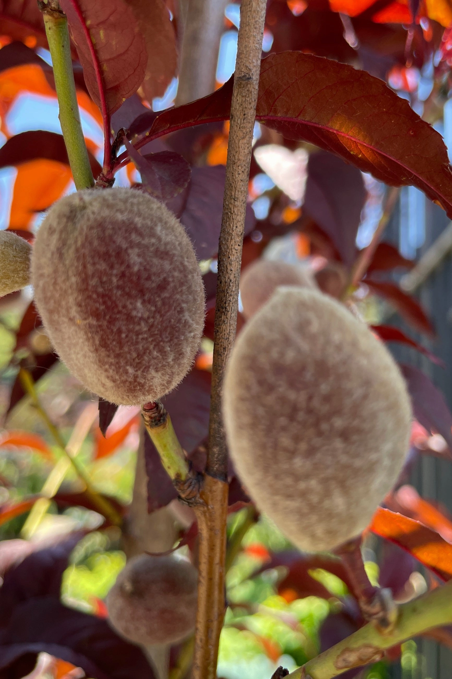 Prunus p 'Corinthian Rose' #10