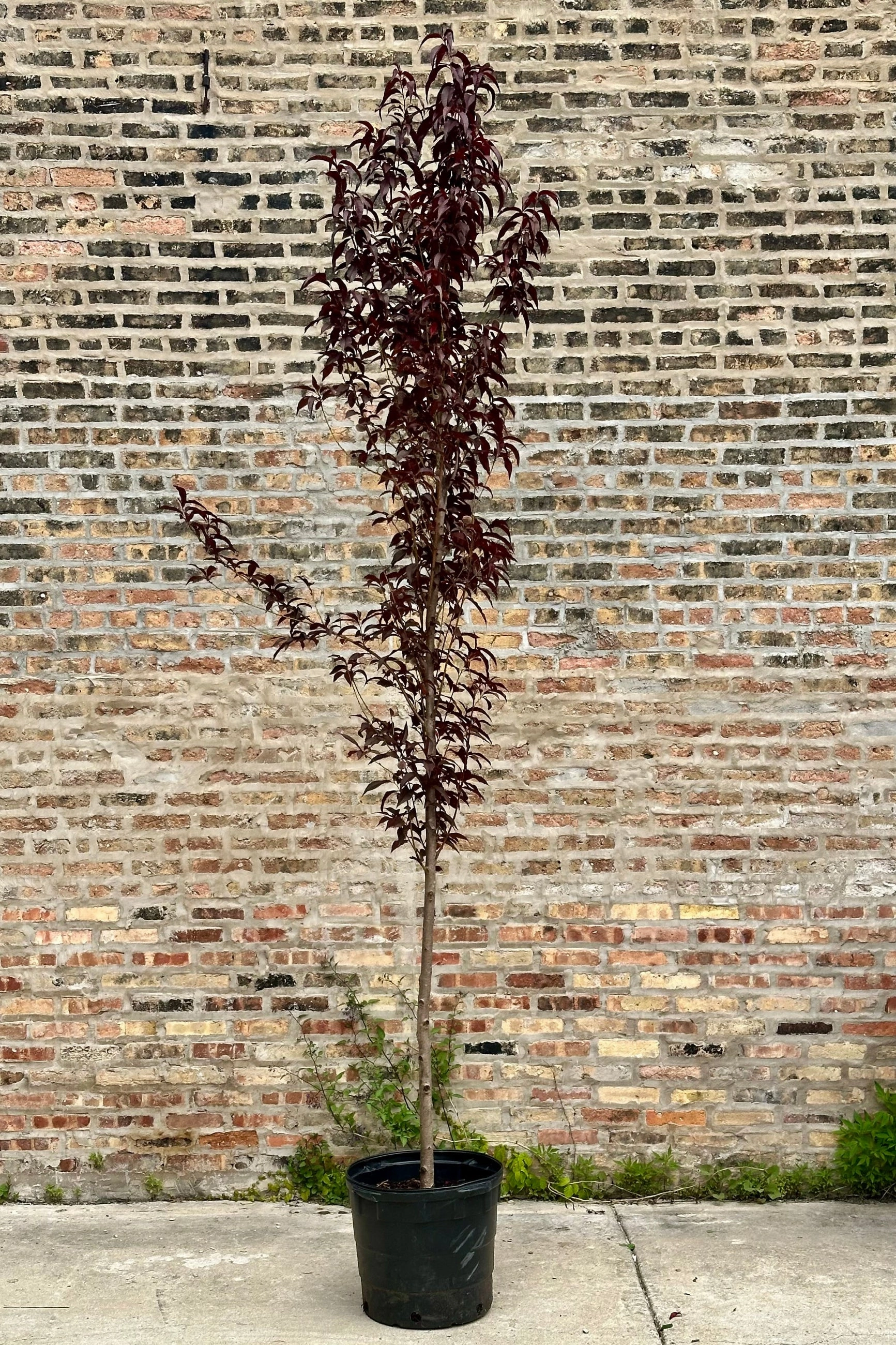 Prunus p 'Corinthian Rose' #10