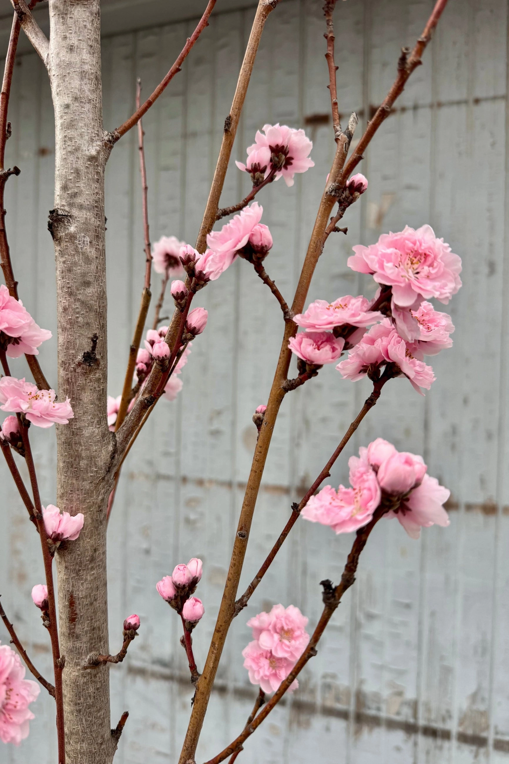 Prunus p 'Corinthian Rose' #10