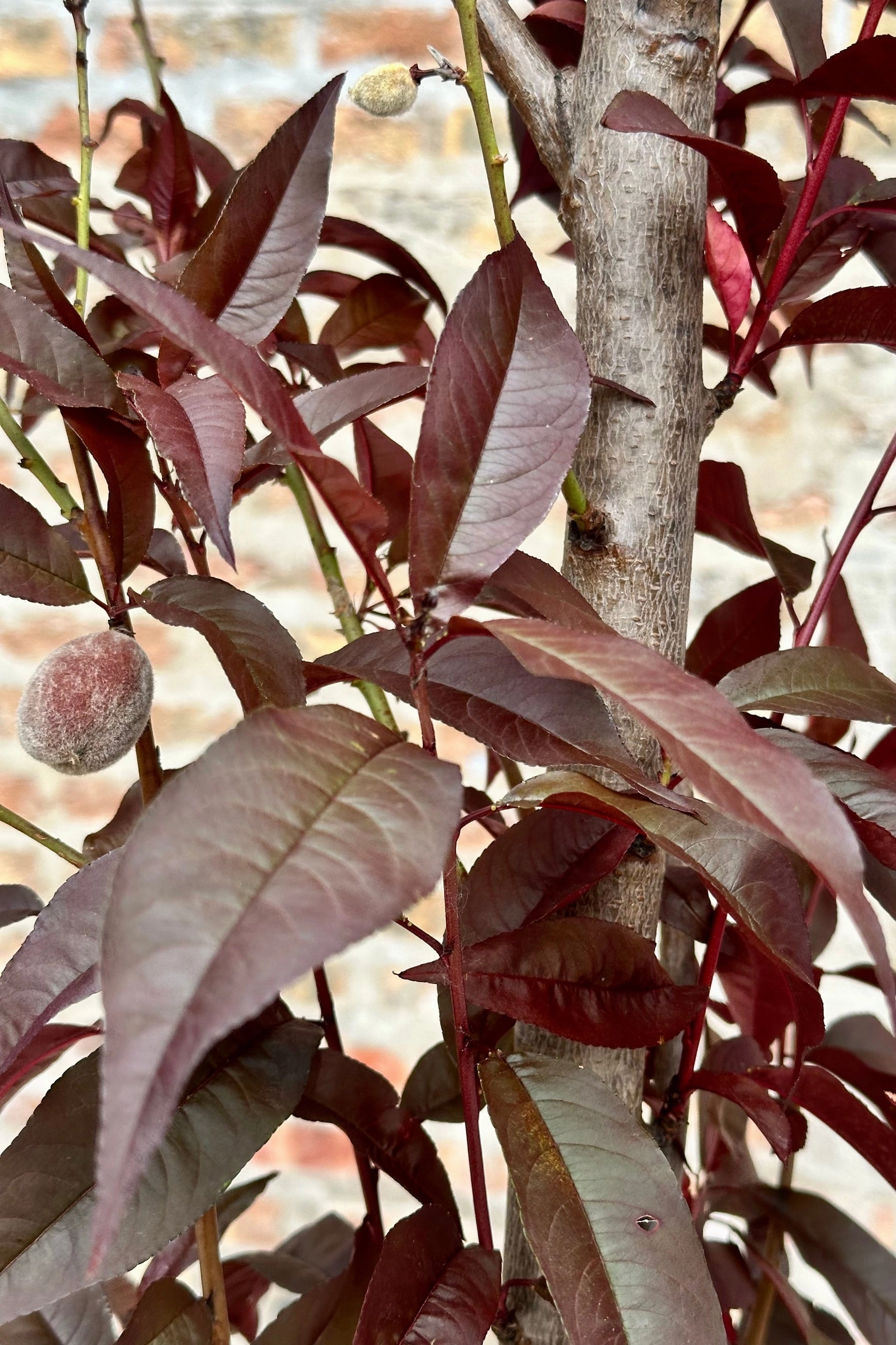 Prunus p 'Corinthian Rose' #10 decorative flowerpot  