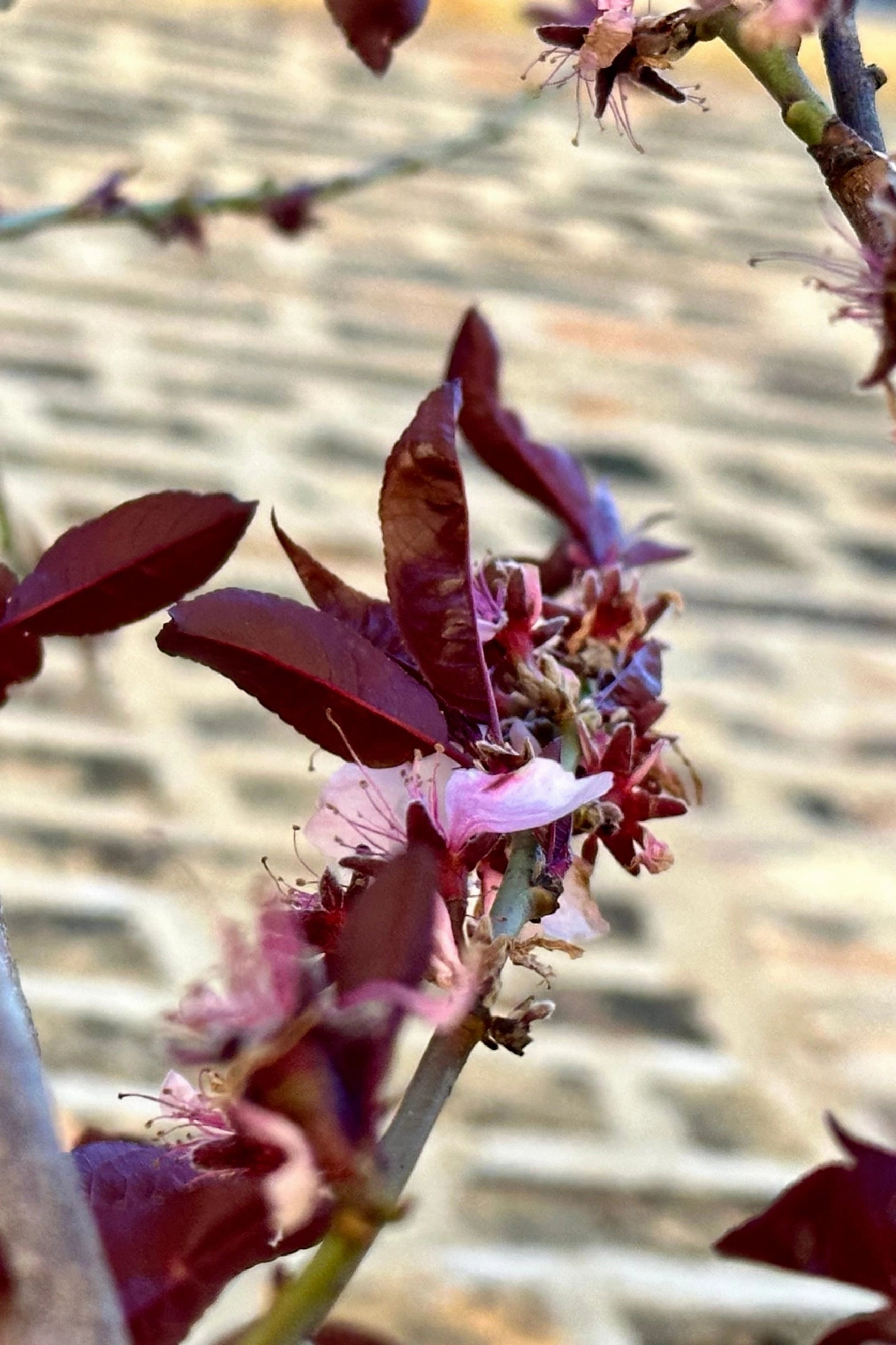 Prunus p 'Corinthian Rose' #10