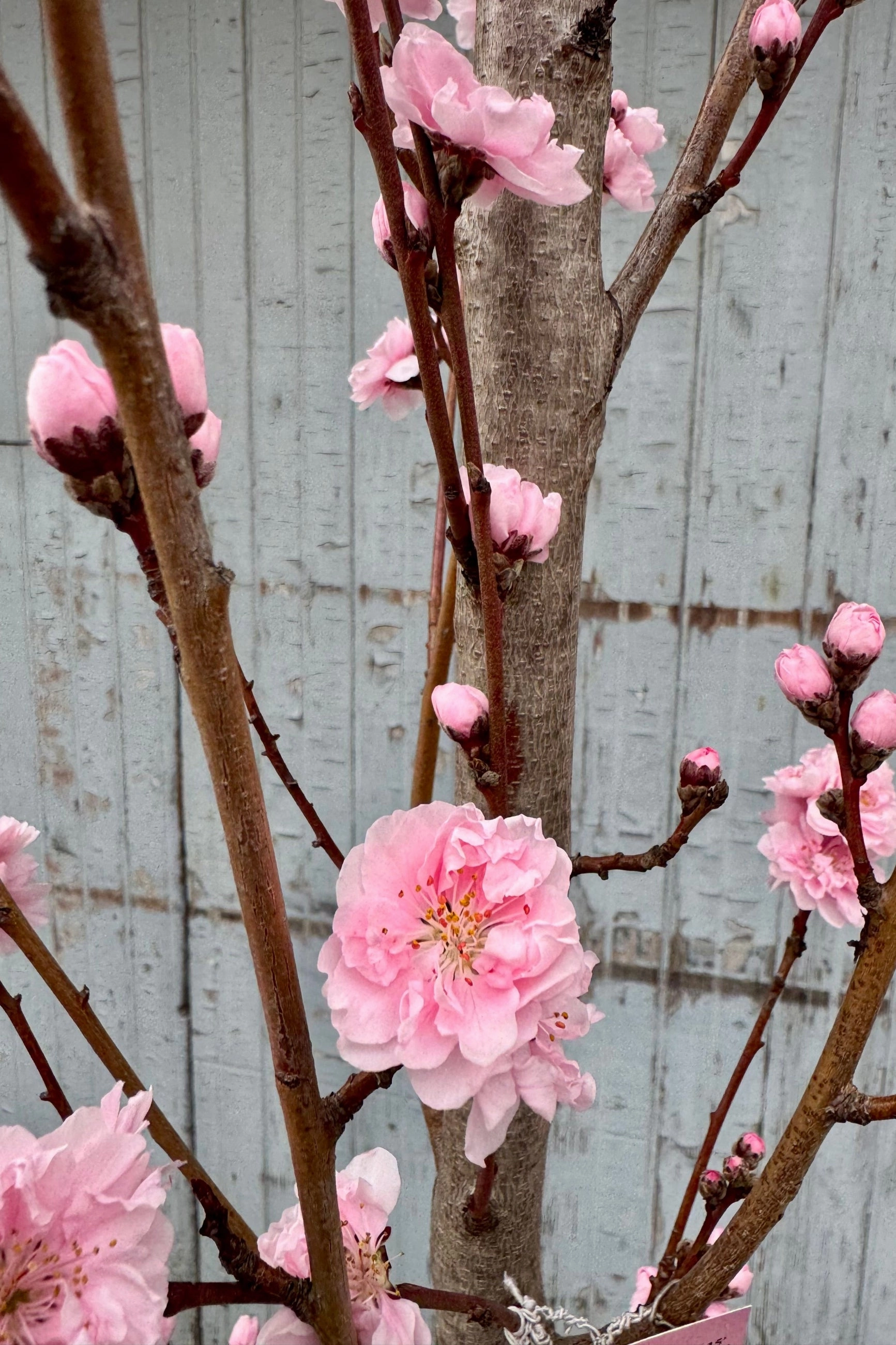 Prunus p 'Corinthian Rose' #10