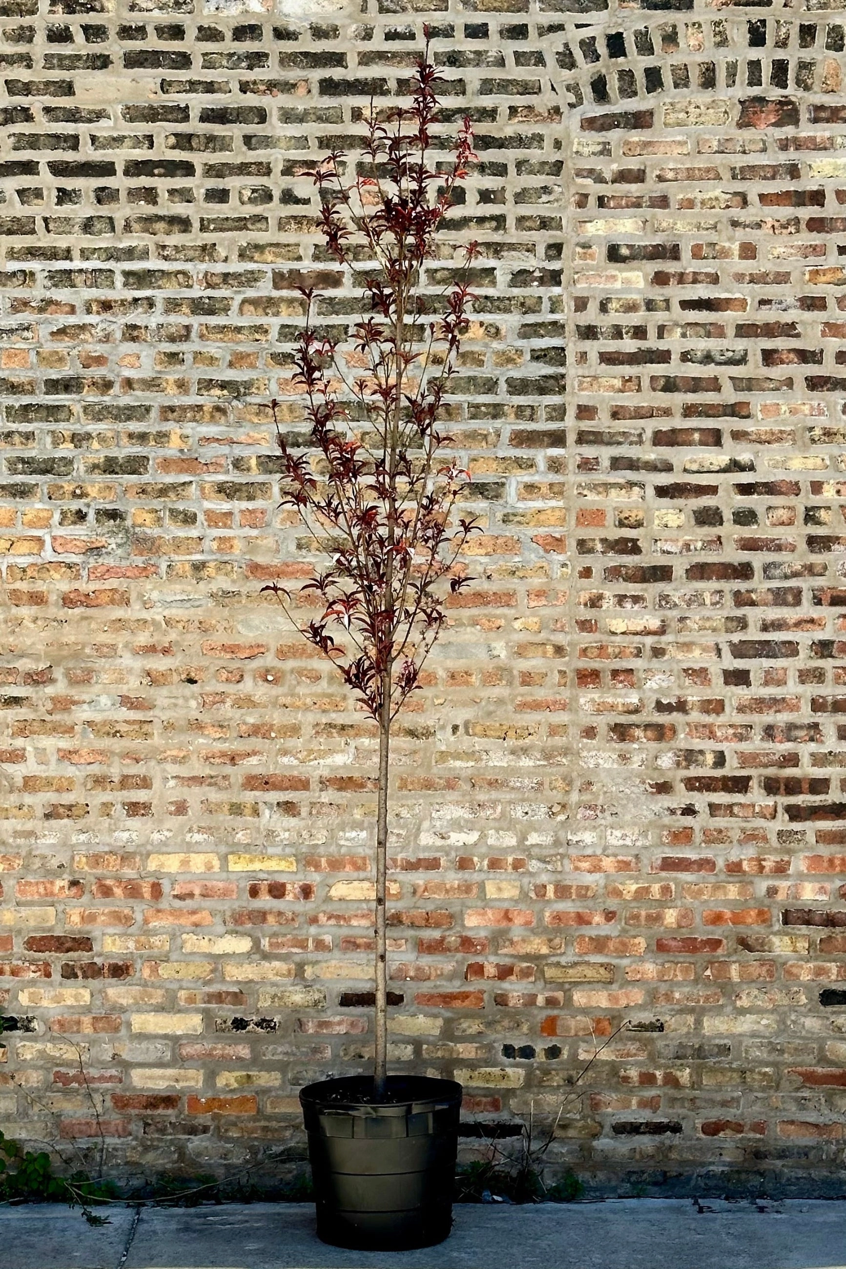 Prunus p 'Corinthian Rose' #10