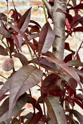 Prunus p 'Corinthian Rose' #10 decorative flowerpot  