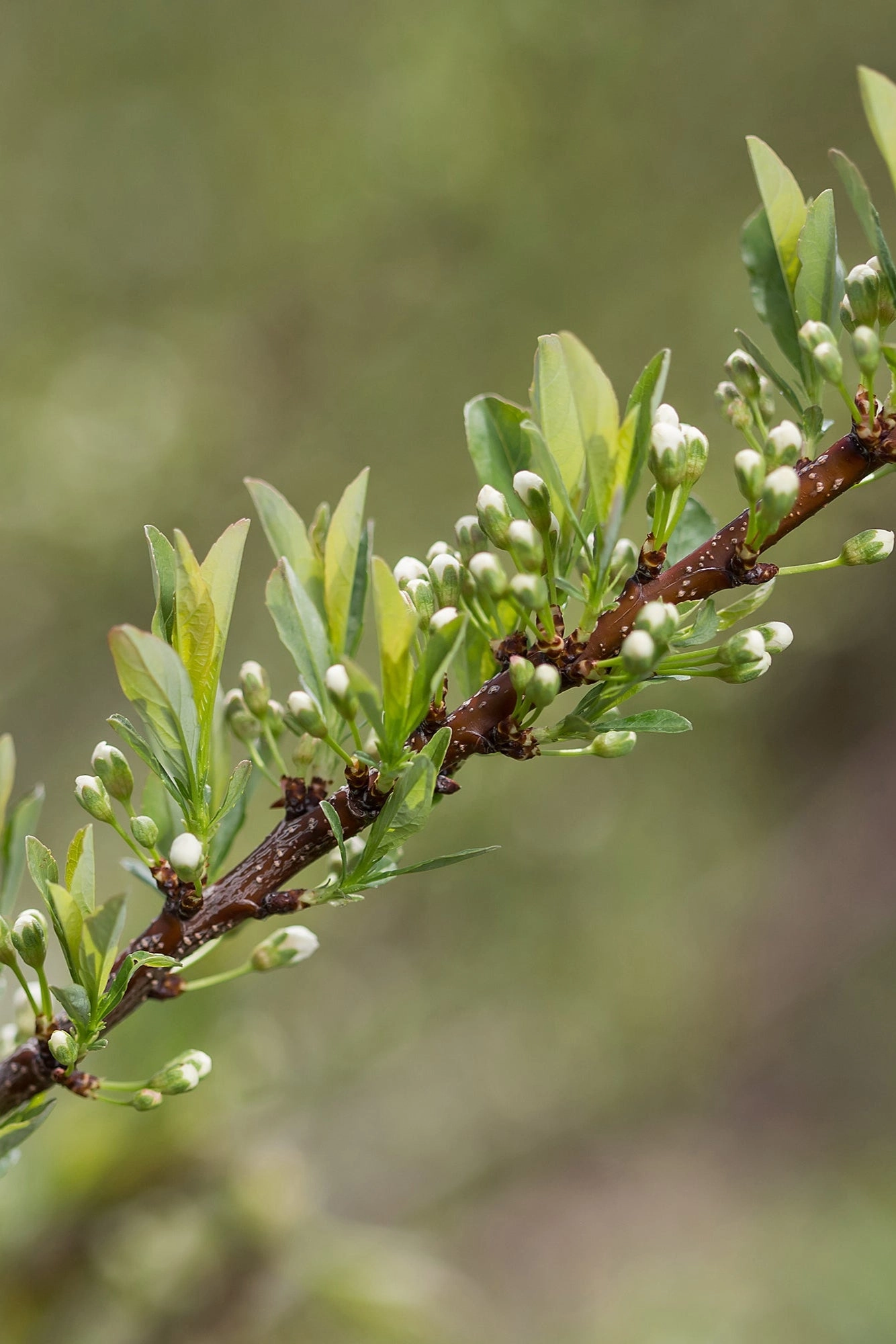 Prunus p. 'Jade Parade' #2