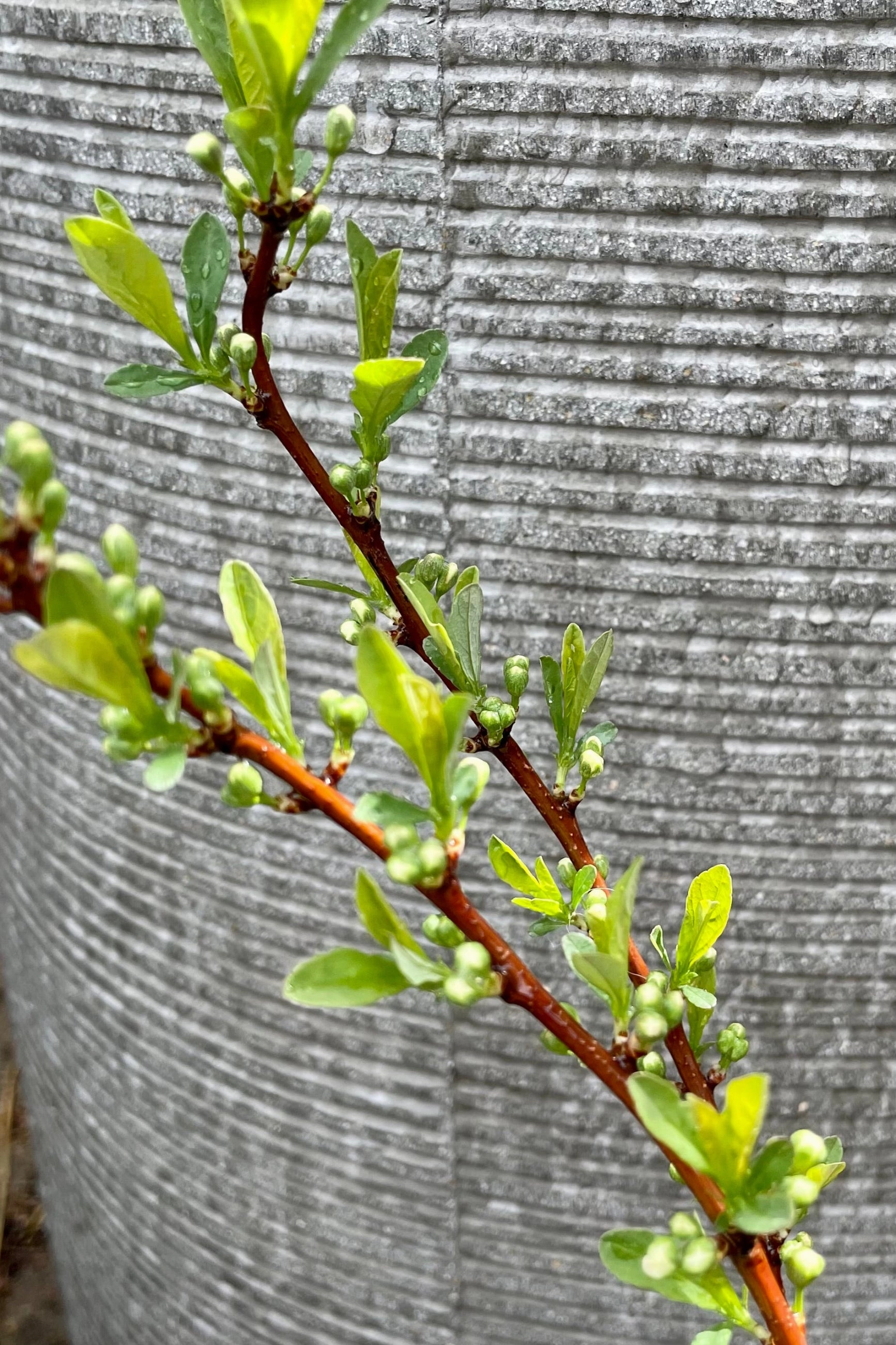 Prunus p. 'Jade Parade' #2