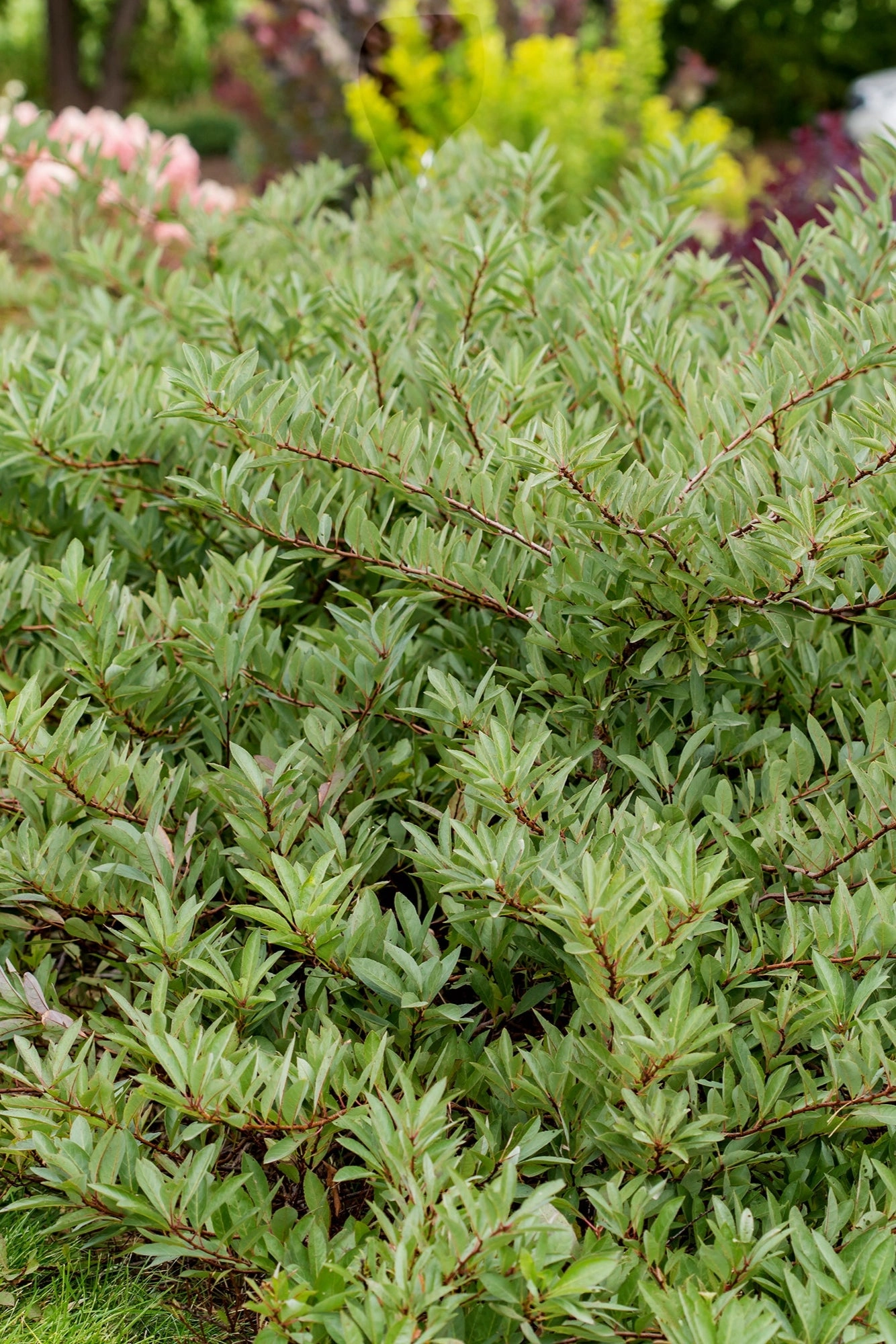 Prunus p. 'Jade Parade' #2