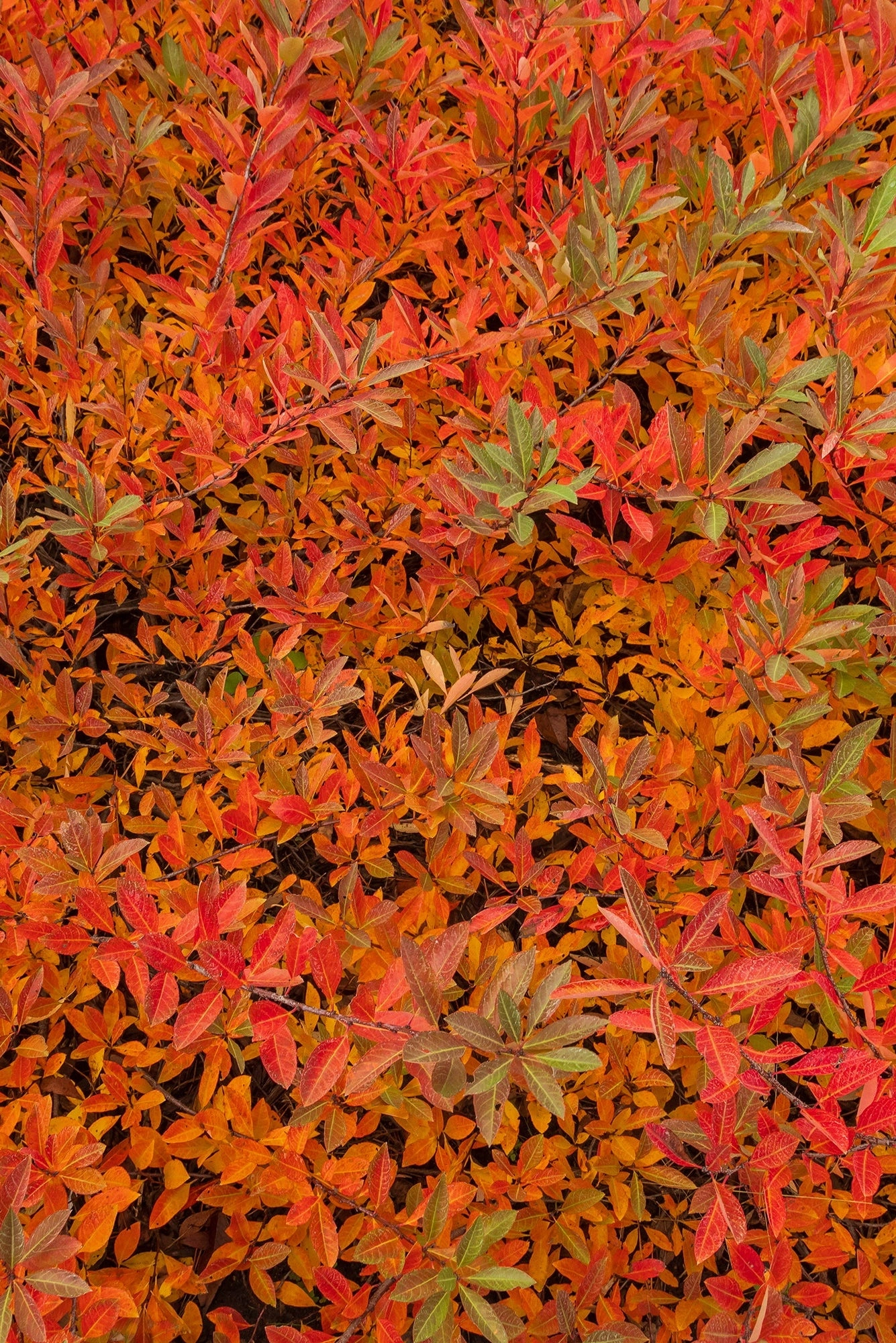 Prunus p. 'Jade Parade' #2