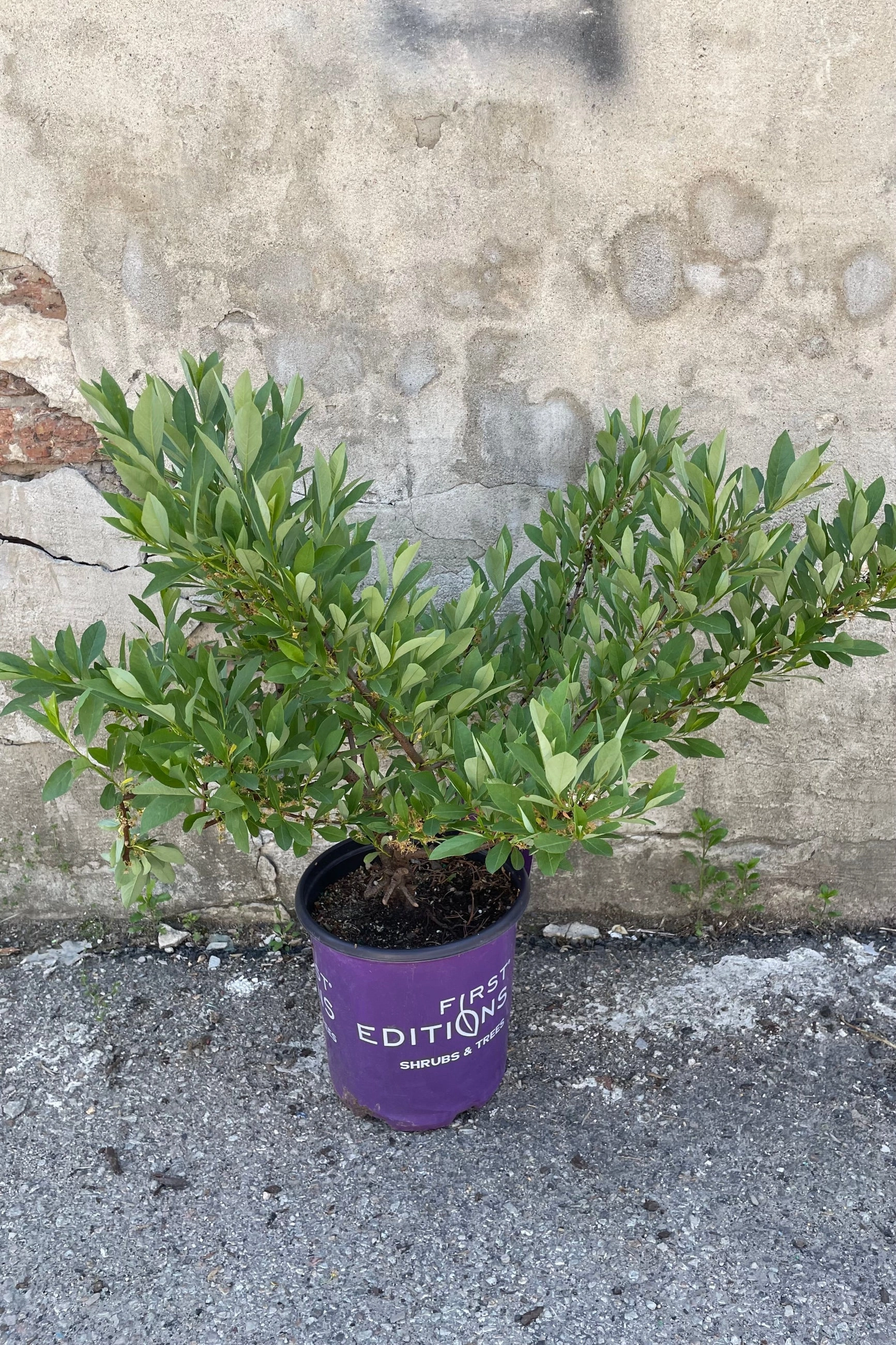 Prunus p. 'Jade Parade' #2