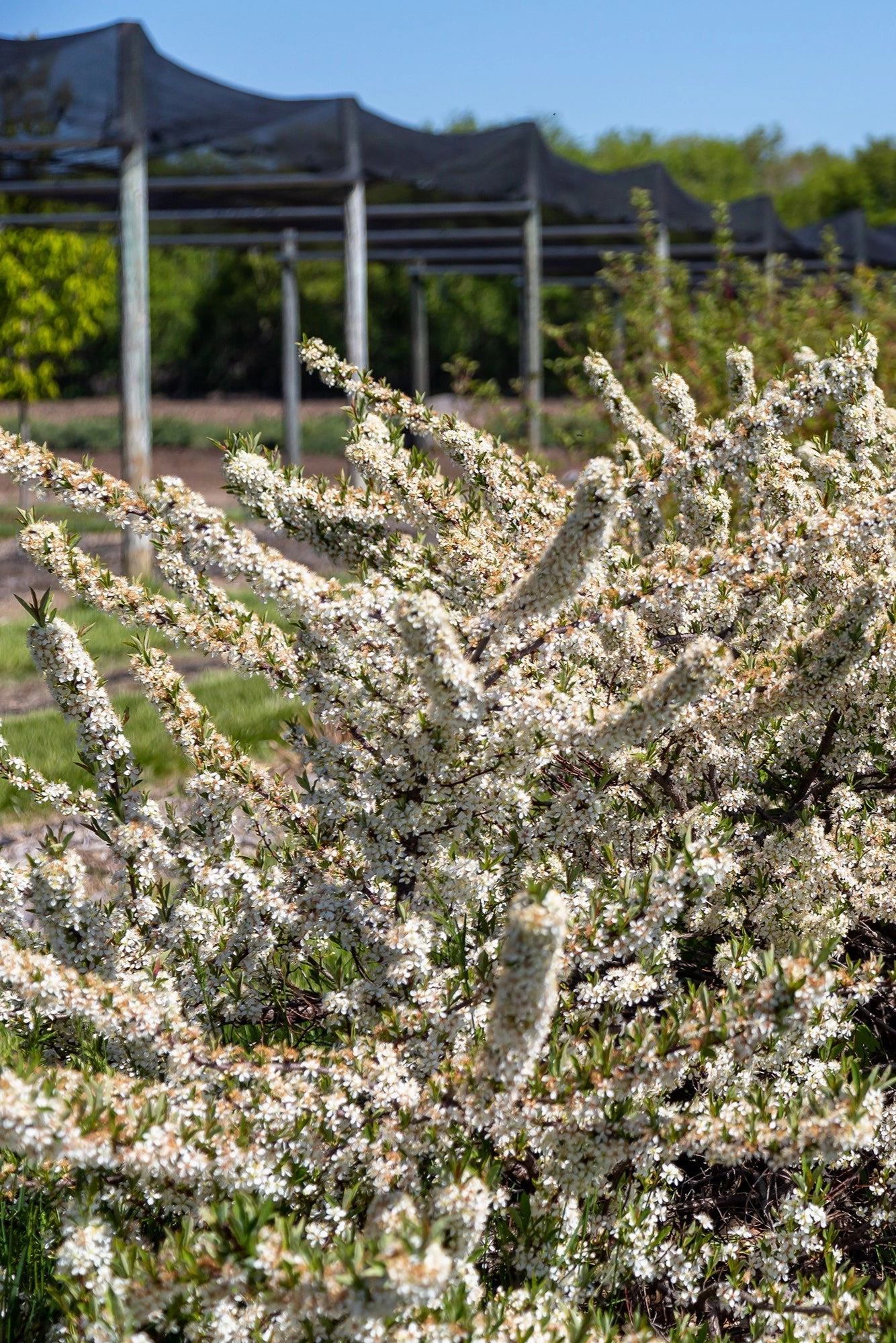 Prunus p. 'Jade Parade' #2