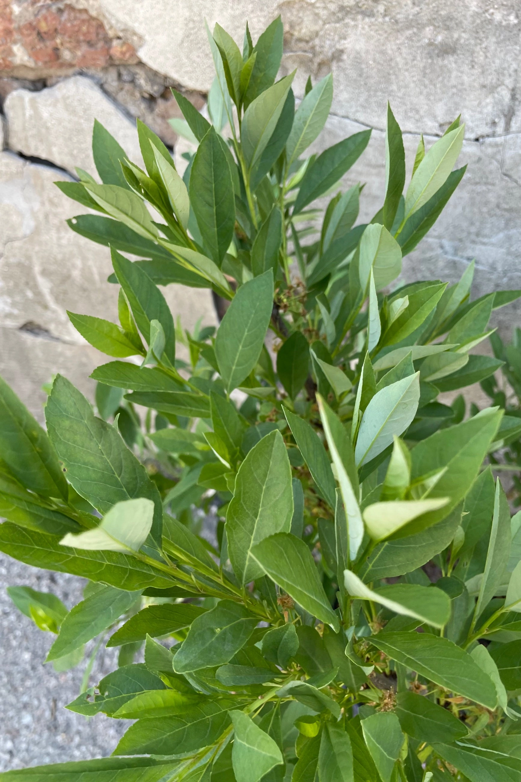 Prunus p. 'Jade Parade' #2