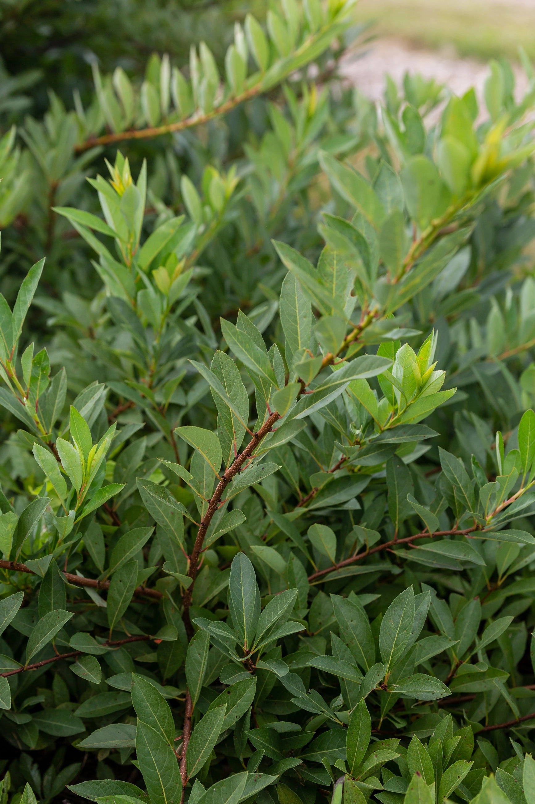Prunus p. 'Jade Parade' #2