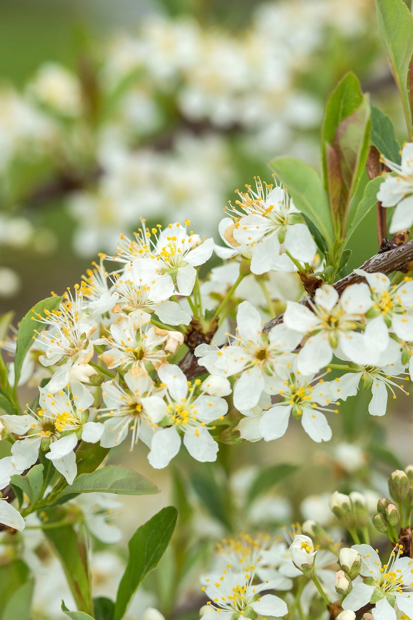 Prunus p. 'Jade Parade' #2 decorative flowerpot  