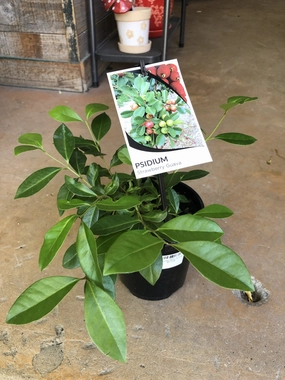 Psidium cattleianum small flower pot  