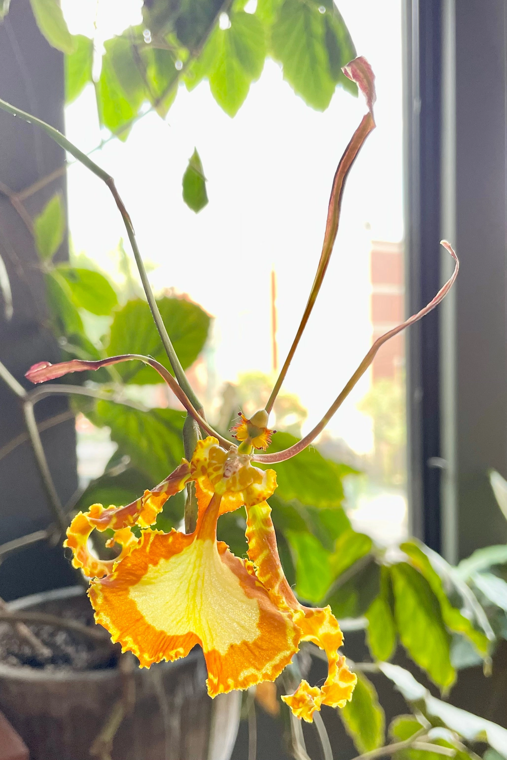 Psychopsis Orchid 4"
