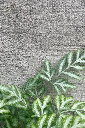 Pteris ensiformis "Silver Lace" 4" medium flower pot  