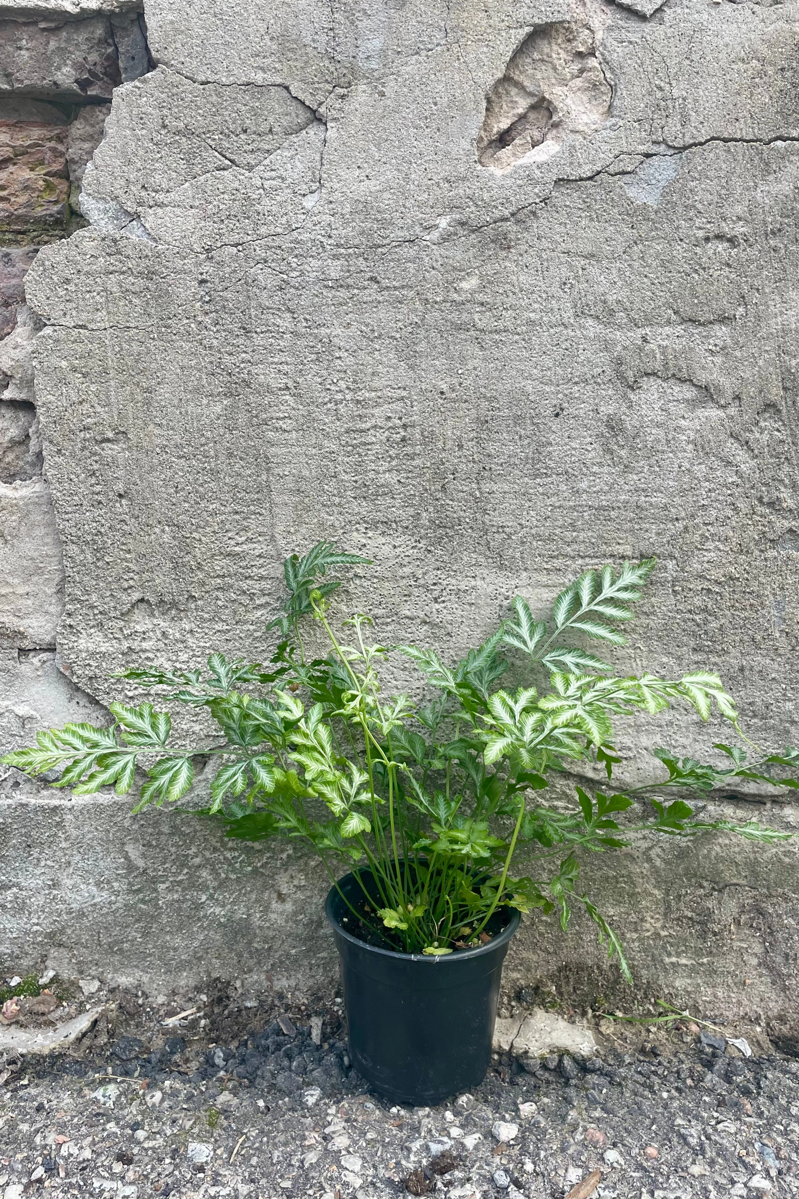 Pteris ensiformis "Silver Lace" 4"