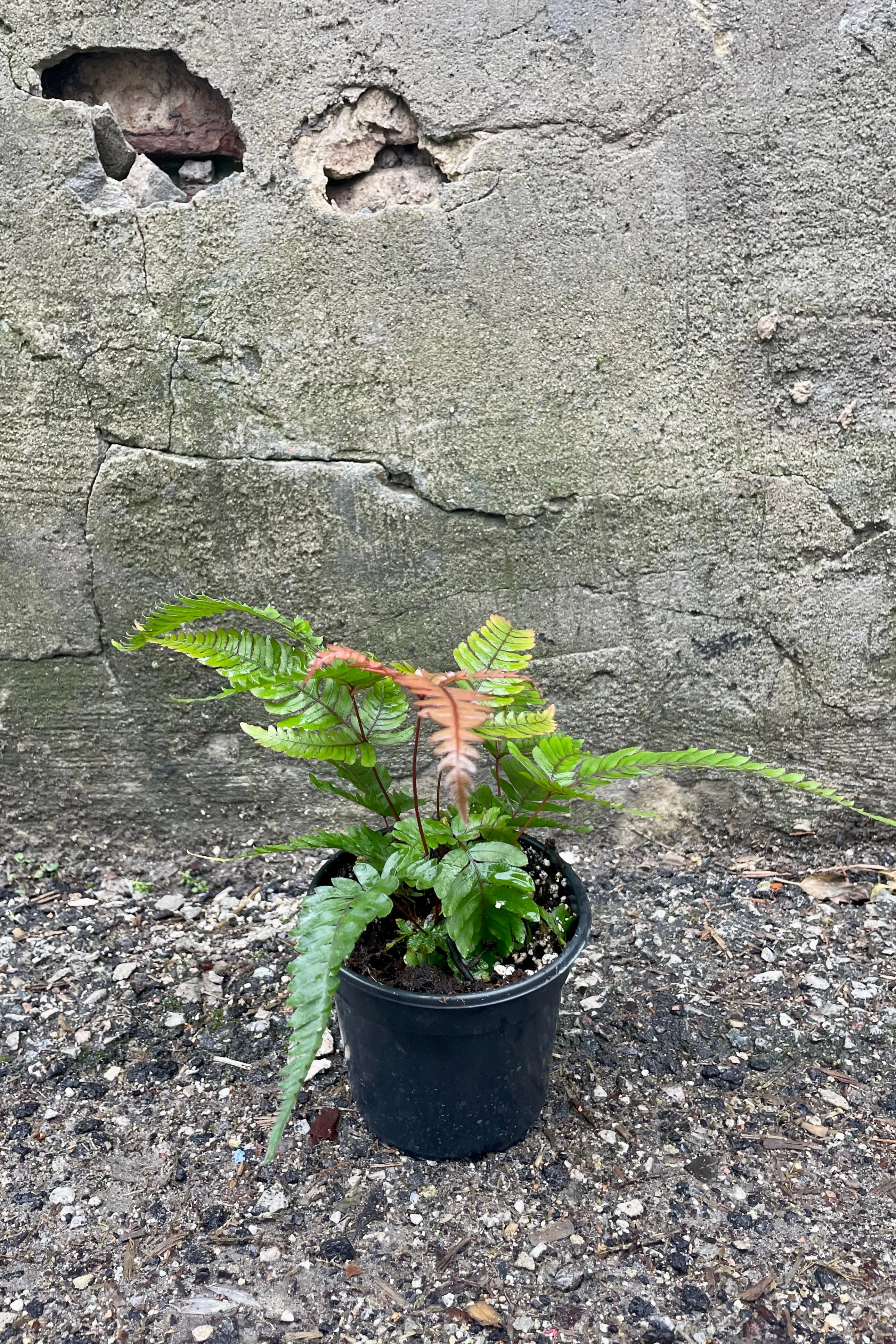 Pteris "Tri-Color" 4"