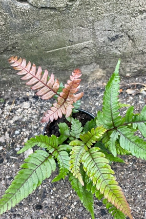 Pteris "Tri-Color" 4" medium flower pot  