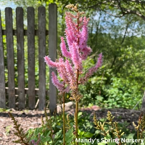 Pumila Astilbe | Astilbe chinensis single layer plant shelf  