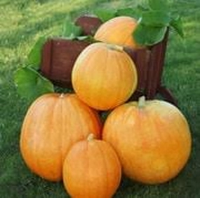 Pumpkin, Big Max Seeds floating plant shelf  
