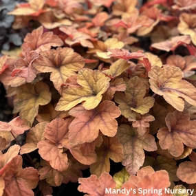 Pumpkin Spice Foamy Bells | Heucherella single layer plant shelf  