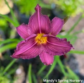 Purple de Oro Daylily | Hemerocallis traditional flower vase  