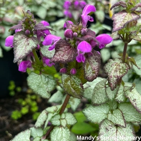 Purple Dragon Spotted Dead Nettle | Lamium maculatum single layer plant shelf  